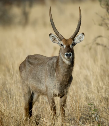 Waterbuck standing in tall grass