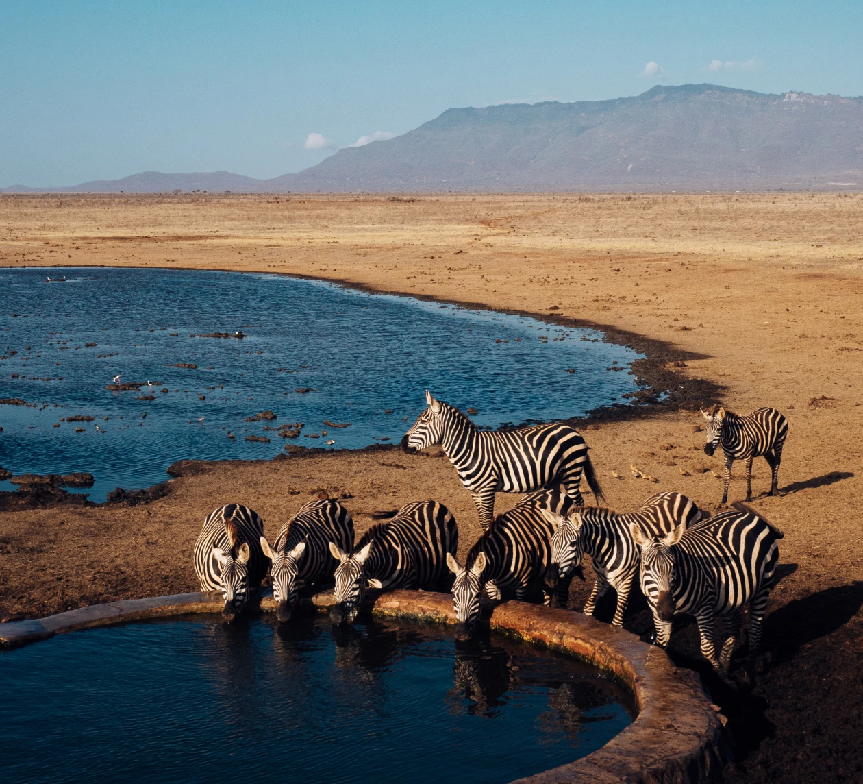 Zebra herd drinking at a waterhole