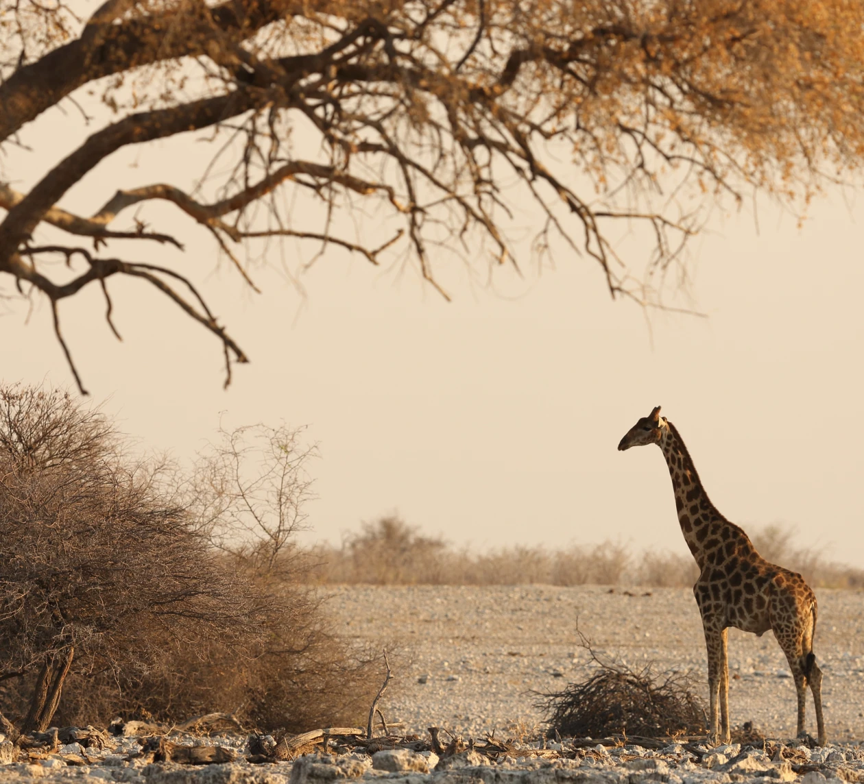 Giraffe in dry savannah woodland