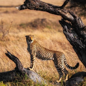 Cheetah resting on a fallen branch
