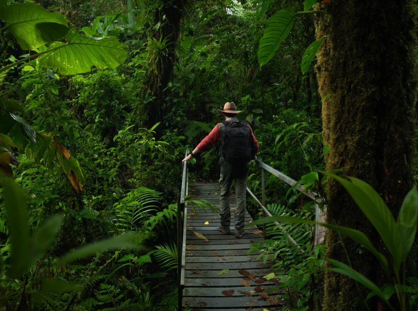 Boardwalk through thick montane forest
